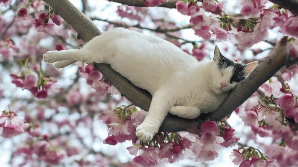 Прогноз погоды в Бишкеке и по Кыргызстану до конца марта