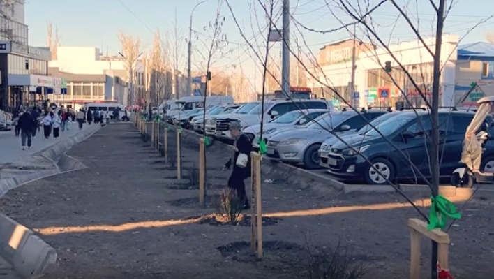 На ул. Ауэзова высадили деревья, но убрали кусты. Люди переживают за газон и саженцы