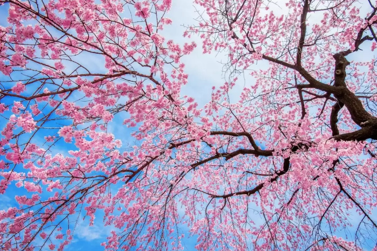 +35🌞 и -13 ❄️ Температурные рекорды апреля в Бишкеке (графики)