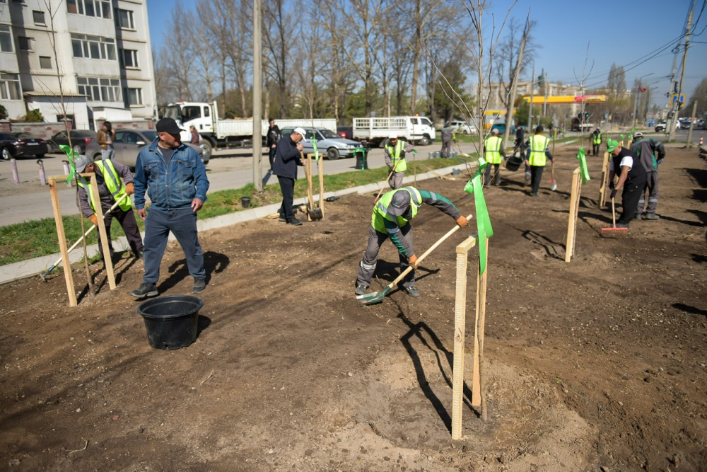 В Бишкеке планируют высадить 20 тысяч деревьев из 93 тысяч саженцев