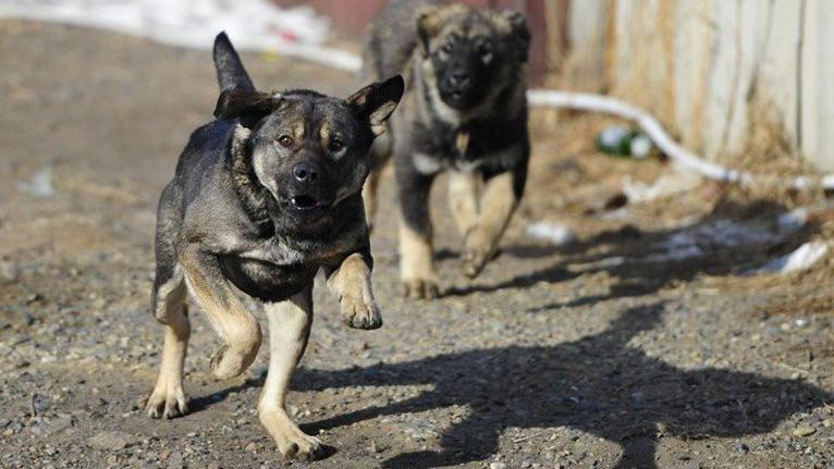 В Бишкеке застрелили собак, напавших на ребенка (видео)