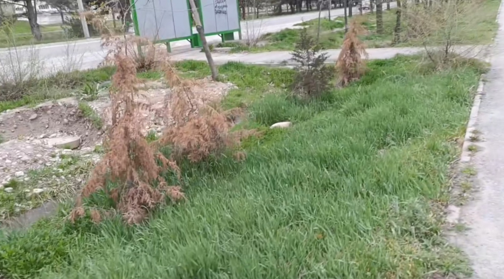 Мэрия заявила, что 86% деревьев прижились. Но жители видят обратное (видео)