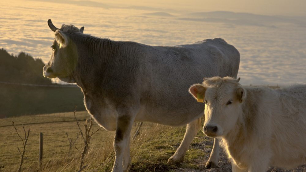 Президент подписал закон о племенном животноводстве в Кыргызстане