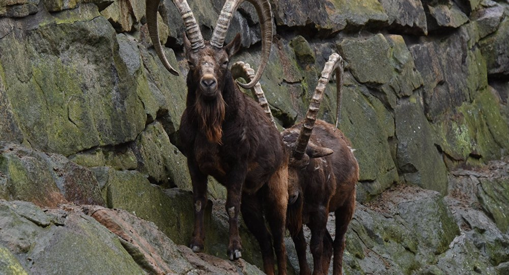 В Кыргызстане увеличили штрафы за незаконную охоту на козерогов и косуль
