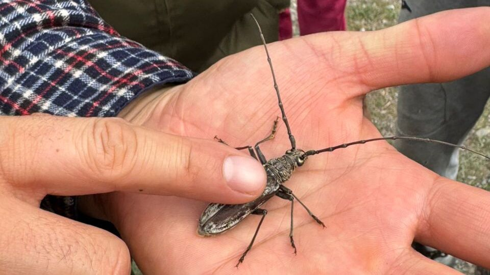 В одном из лесхозов приняли меры против узбекского усача (фото)