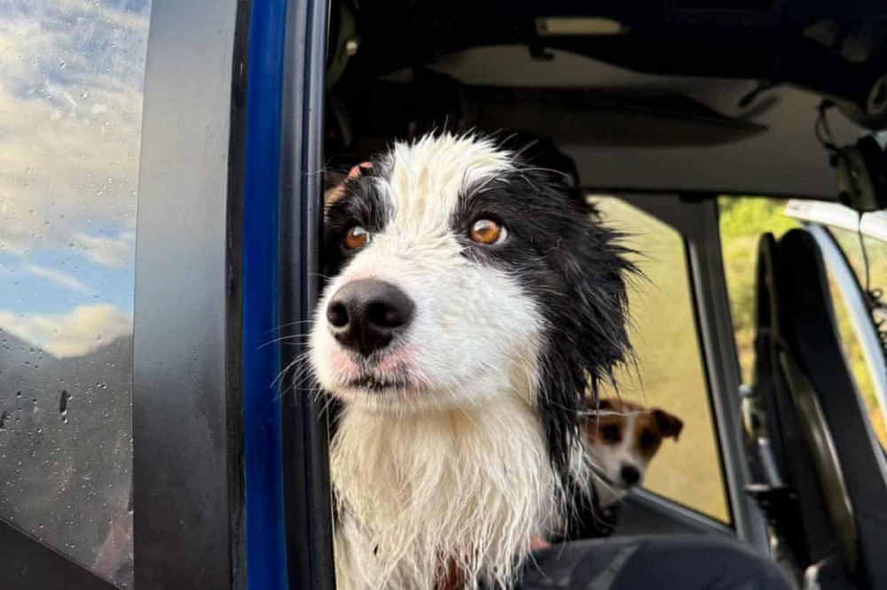 Про верность и добрых людей. В Новой Зеландии спасли собаку, которая неделю ждала хозяйку