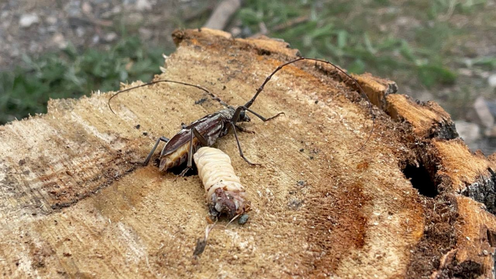 В ущелье Чычкан вырубят ряд деревьев