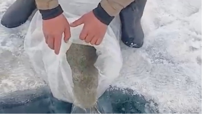 В озерах Кыргызстана прибавилось почти два миллиона мальков (видео)