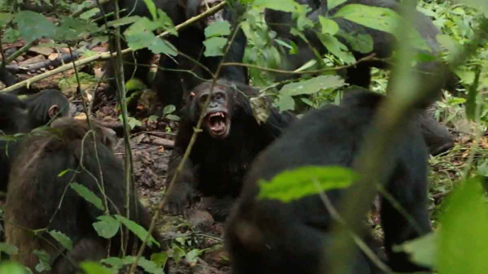 Шимпанзе в Уганде на протяжении восьми лет ведут "гражданскую войну" (видео)