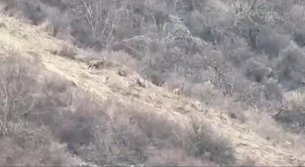 В "Ала-Арче" возле зоны отдыха заметили стаю горных козлов (видео)