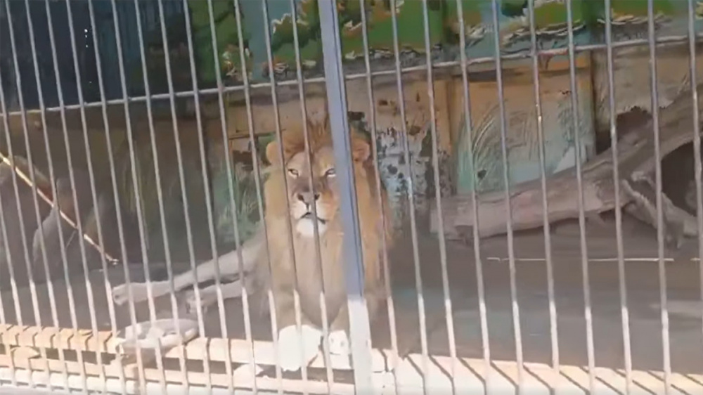 Из зоопарка в Токмоке сбежал лев? Милиция проверила эту информацию