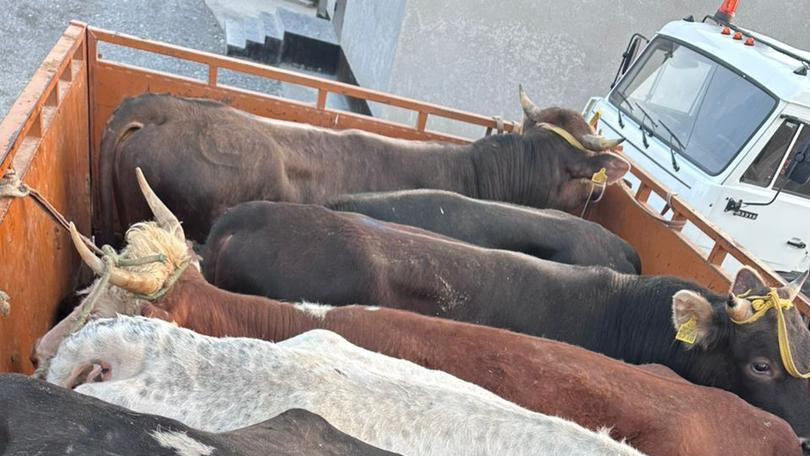 Пограничники предотвратили контрабандный вывоз скота из Кыргызстана