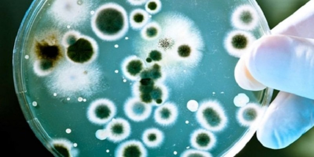 Может привести к инвалидизации. Что еще важно знать о бруцеллезе?