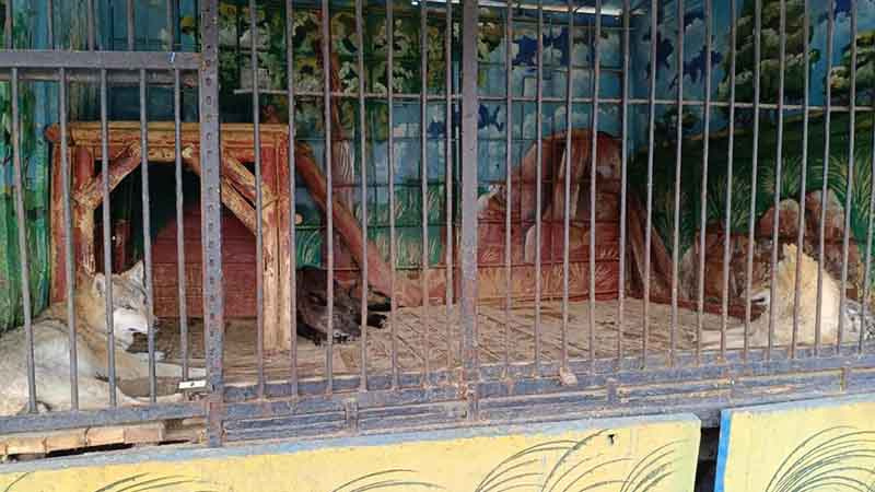 В Токмоке выявили незаконный передвижной зоопарк