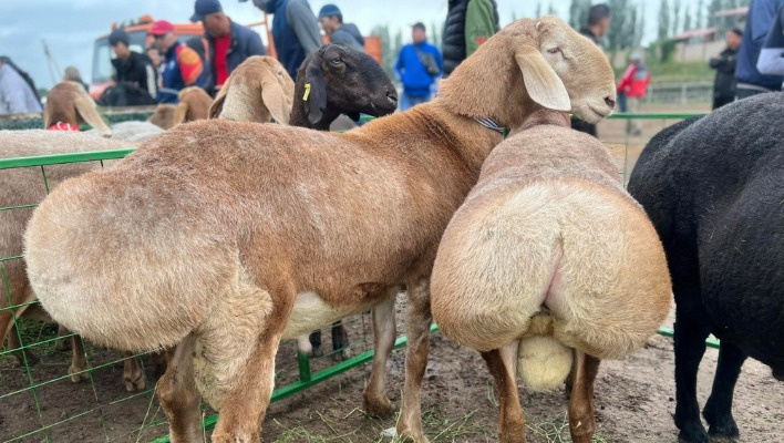 Стоит как жилье и дорогой автомобиль. Породу овец 