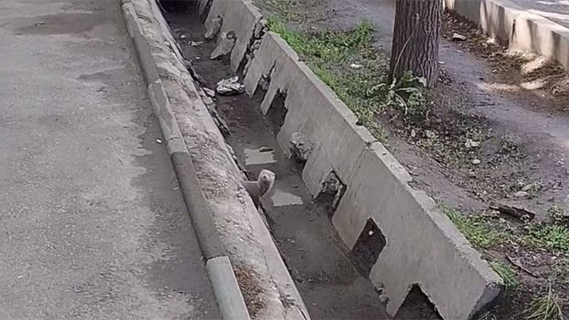 В Бишкеке в арыке заметили хорька (видео)
