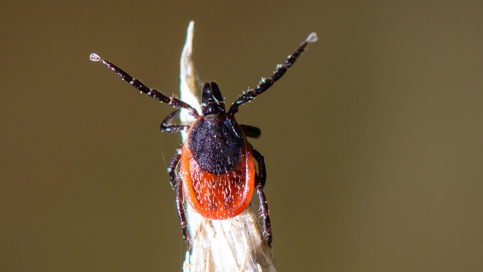 128 человек обратились в ЦГСЭН Бишкека из-за клещей. Медики напомнили о профилактике