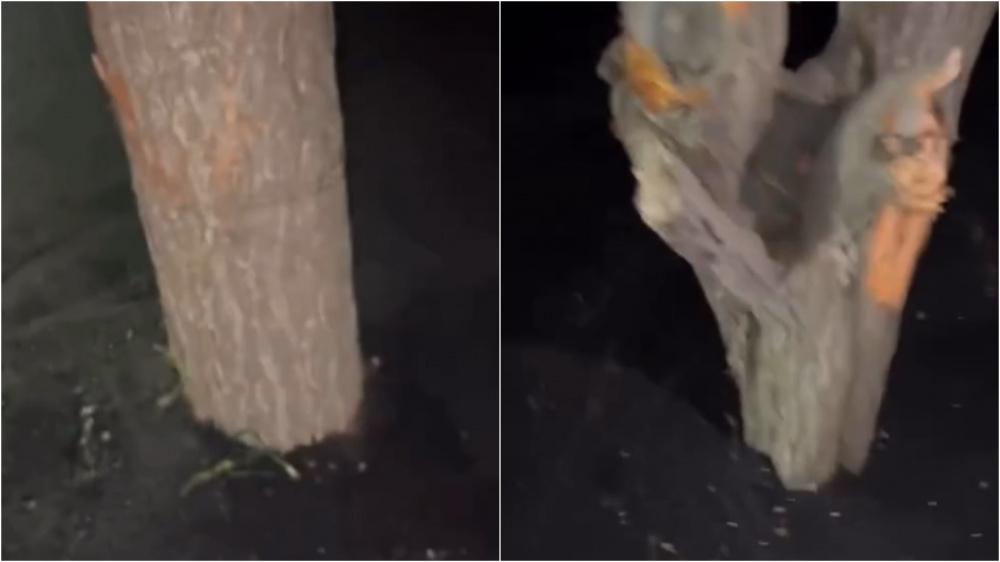 Горожане жалуются, что в парке Ататюрка закатали деревья в асфальт. Ответ подрядчика