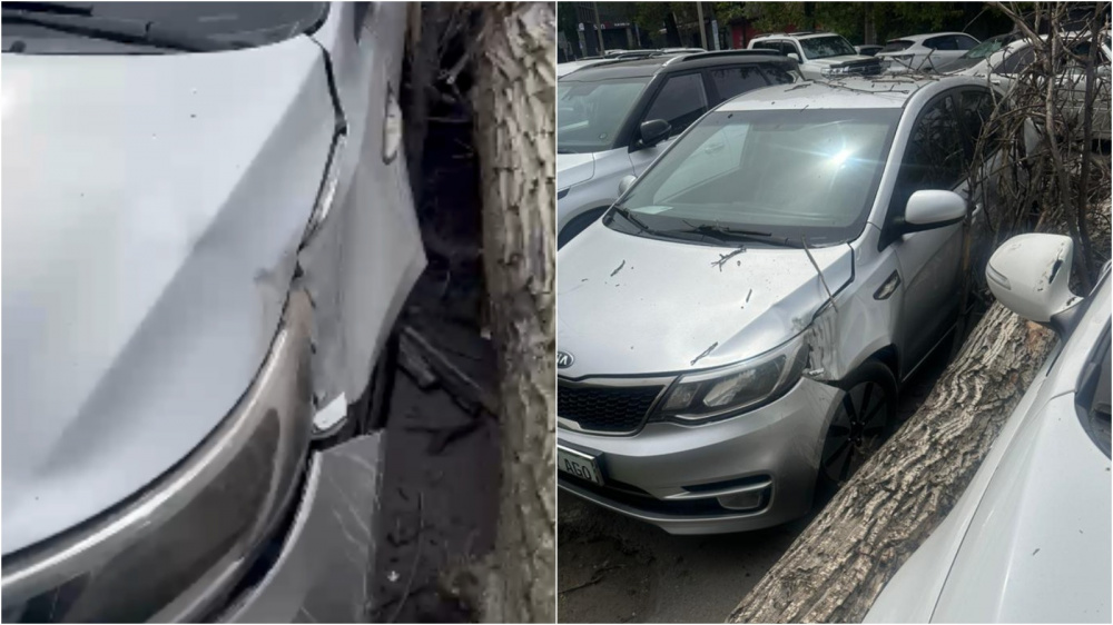 Сухое дерево упало на припаркованные машины у кафе