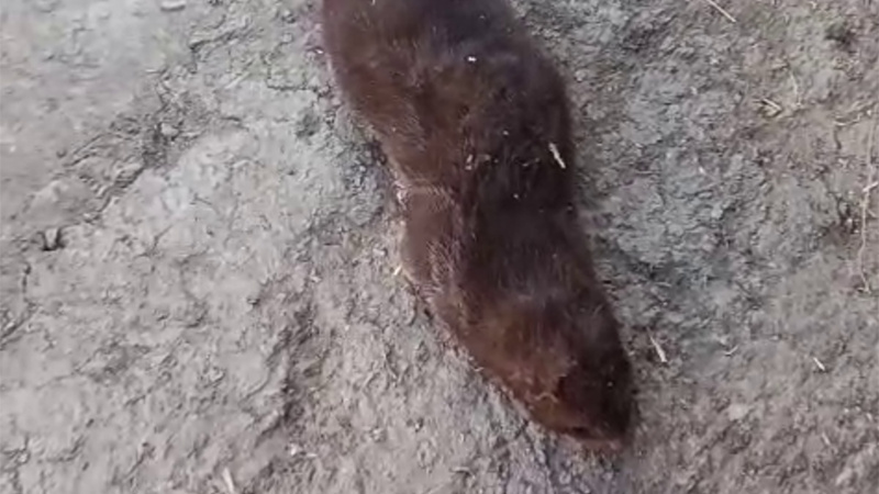 В Аламудунском районе просят проверить ситуацию с краснокнижной каменной куницей