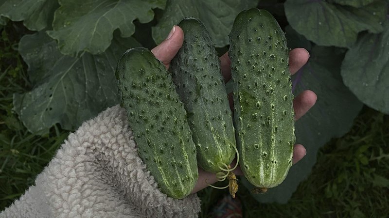 Ученые из Кыргызстана с зарубежными коллегами нашли способ защитить огурцы от заморозков