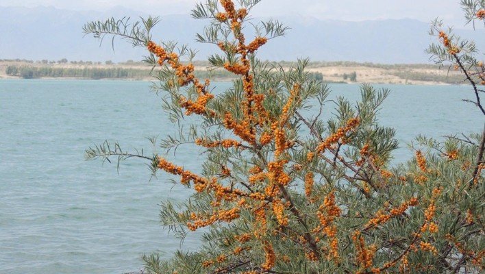 Комитет ЖК одобрил законопроект, направленный на сохранение озер и водохранилищ в КР