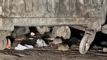 Горожане жалуются на нашествие крыс вдоль проспекта Айтматова.