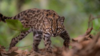 В Боливии обнаружили ранее неизвестный вид дикой кошки - Leopardus tilcayo. Фото Fernando Faciole / National Geographic / Handout via Reuters.